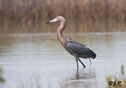 Egretta rufescens